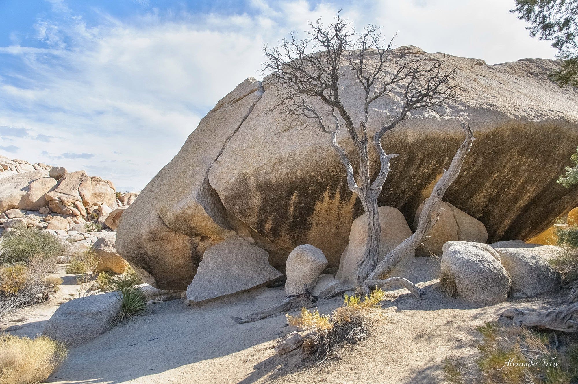 Joshua Tree