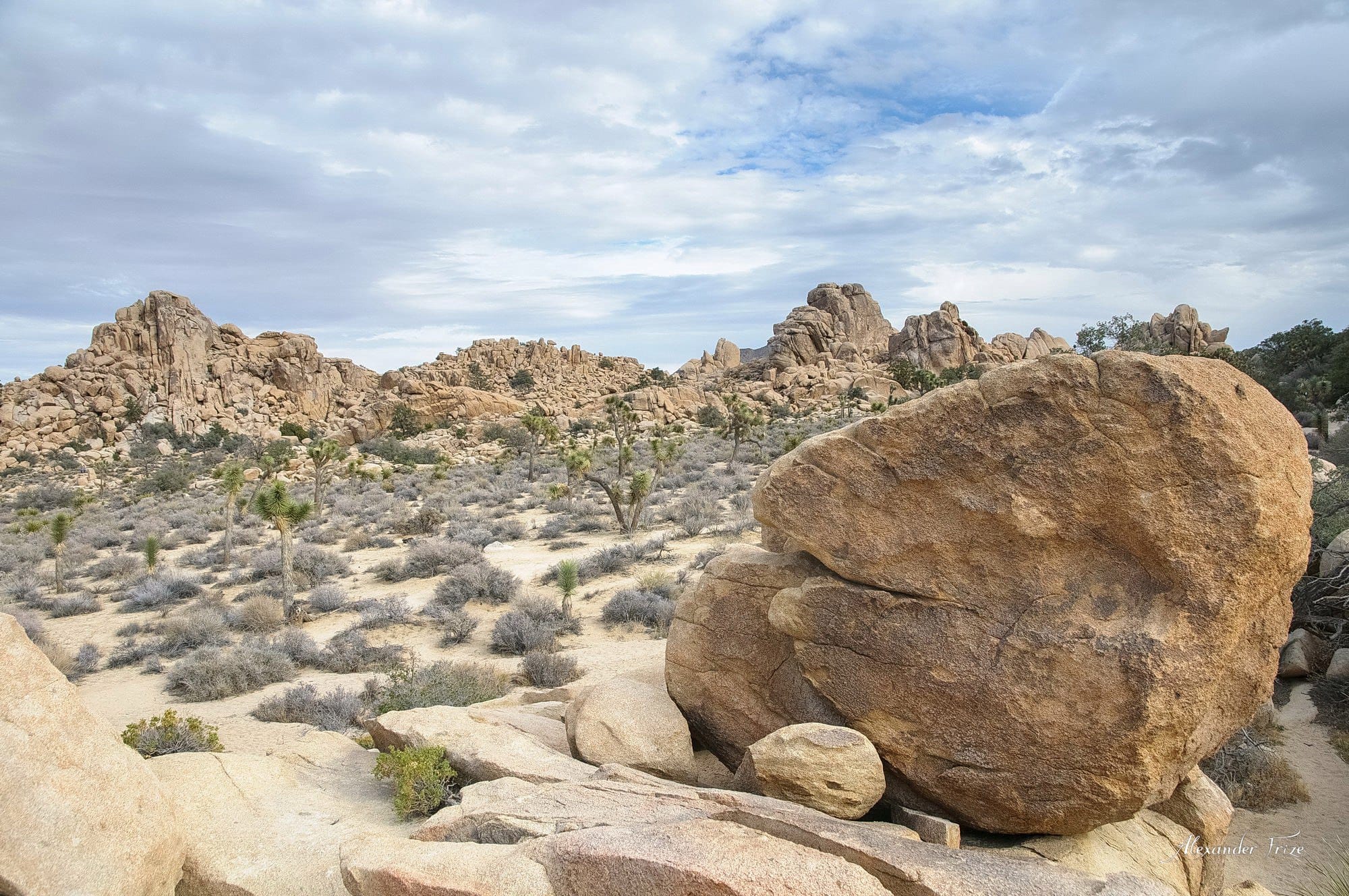 Joshua Tree