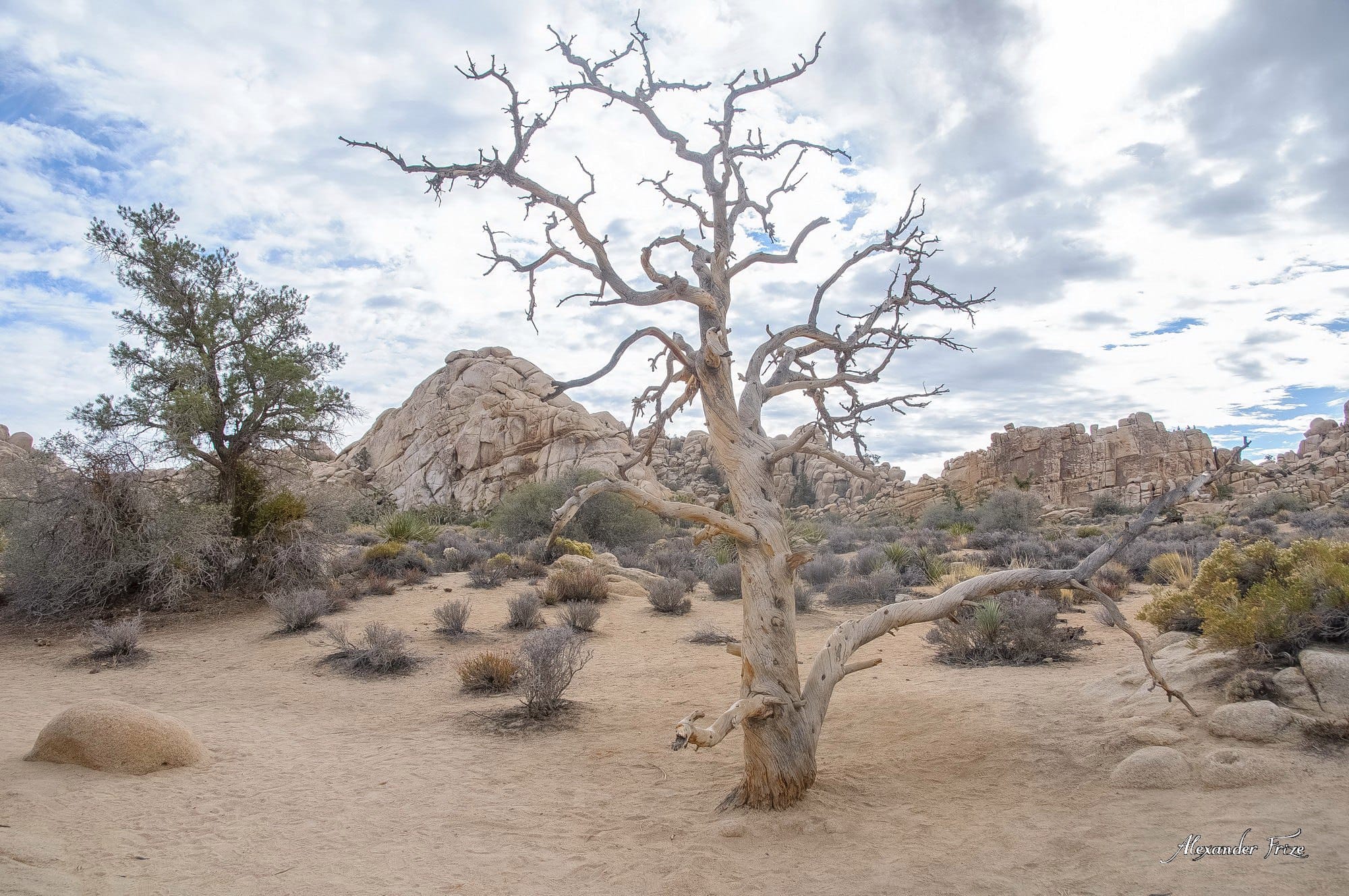 Joshua Tree