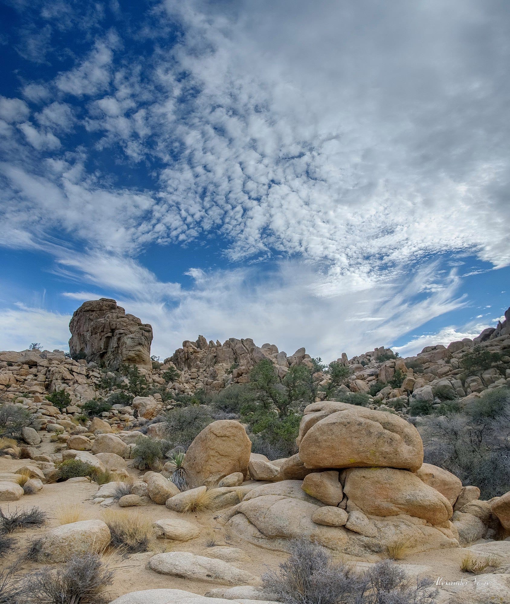 Joshua Tree