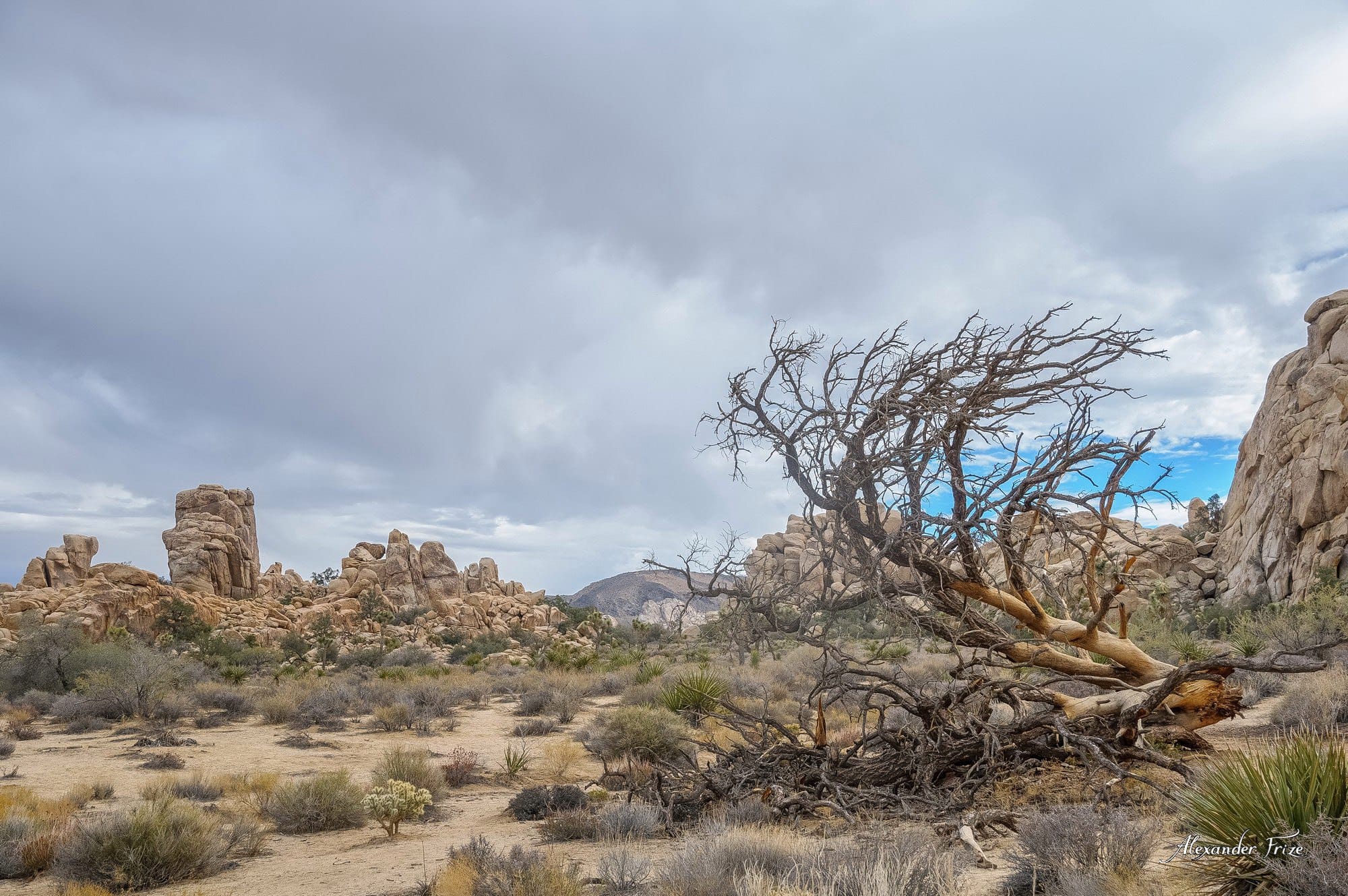 Joshua Tree