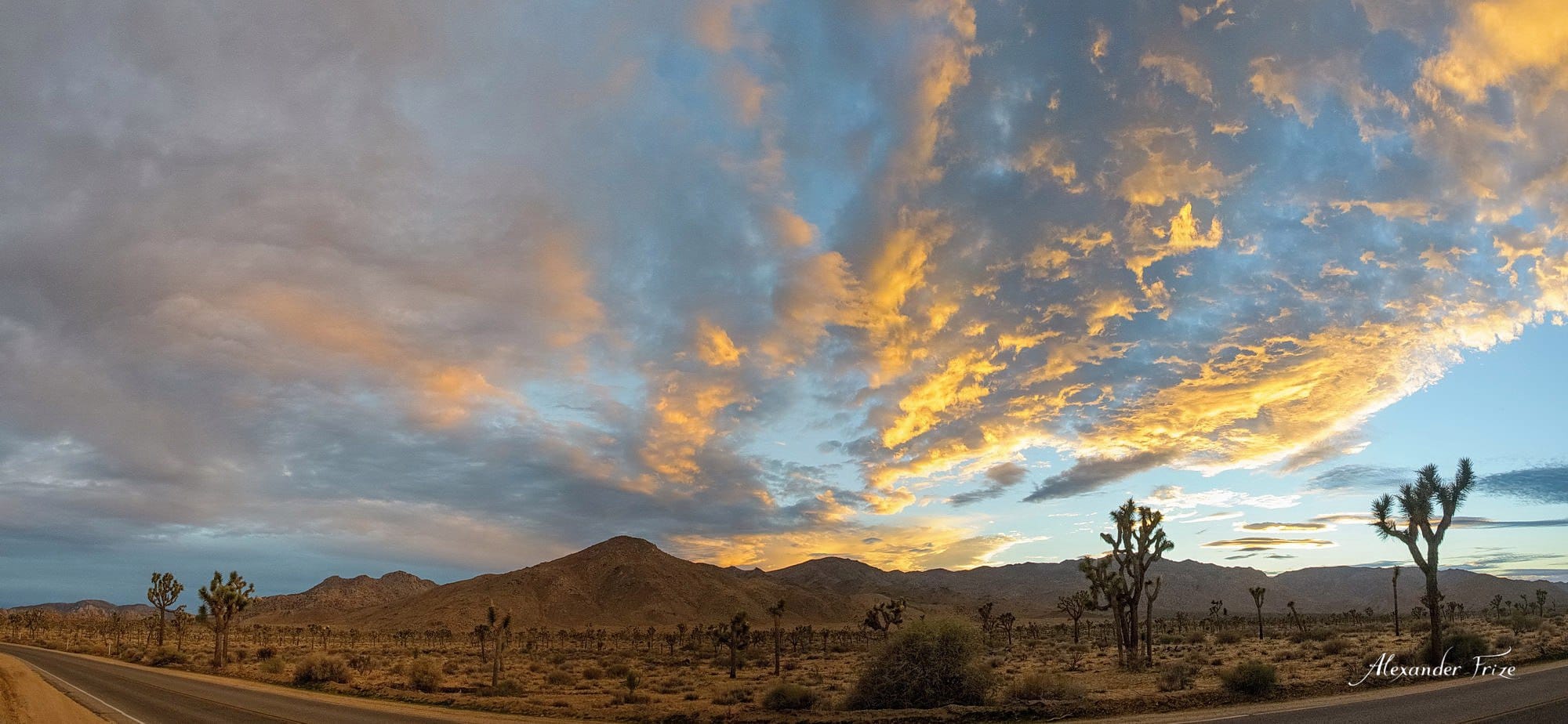 Joshua Tree