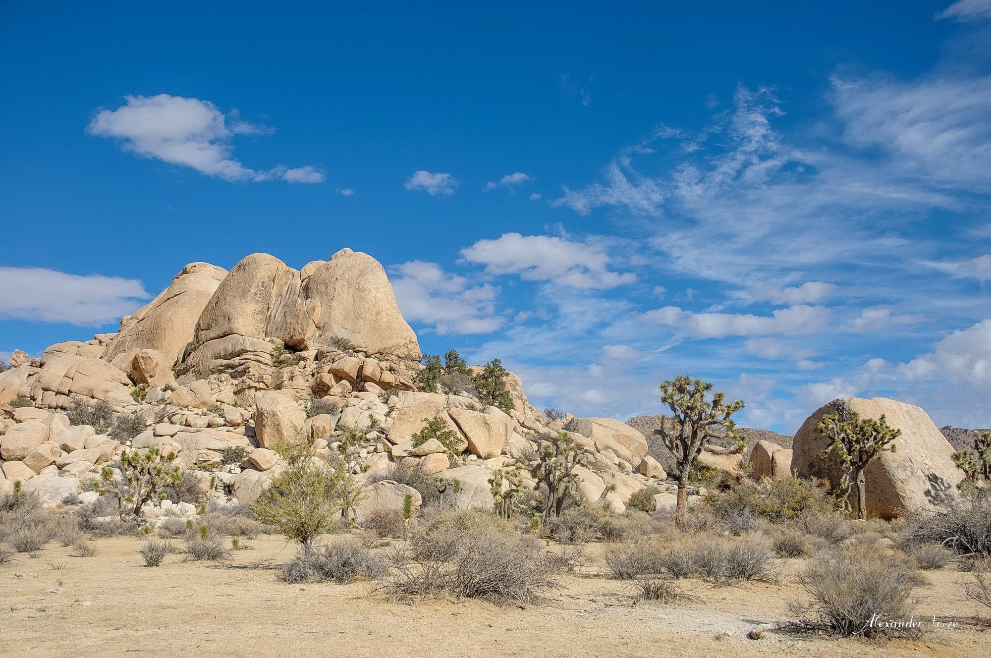 Joshua Tree