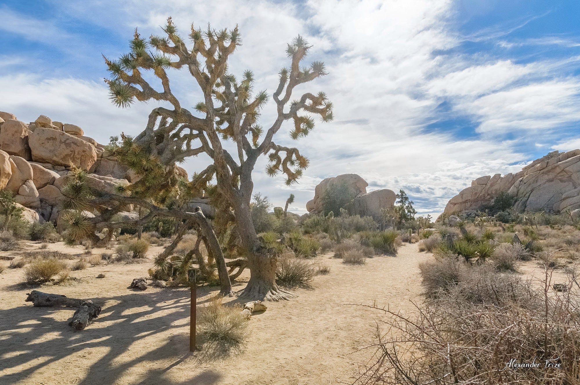 Joshua Tree