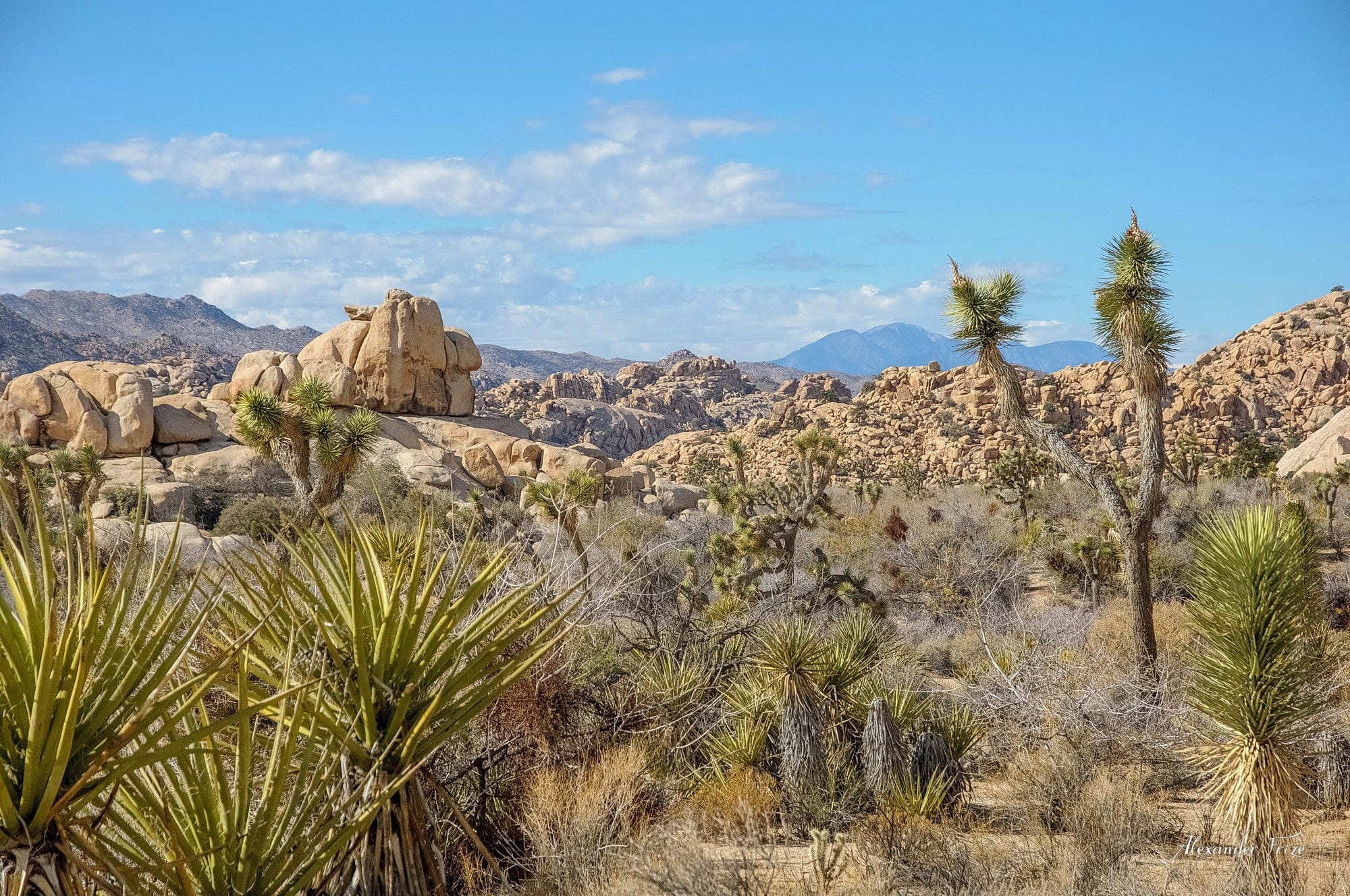 Joshua Tree