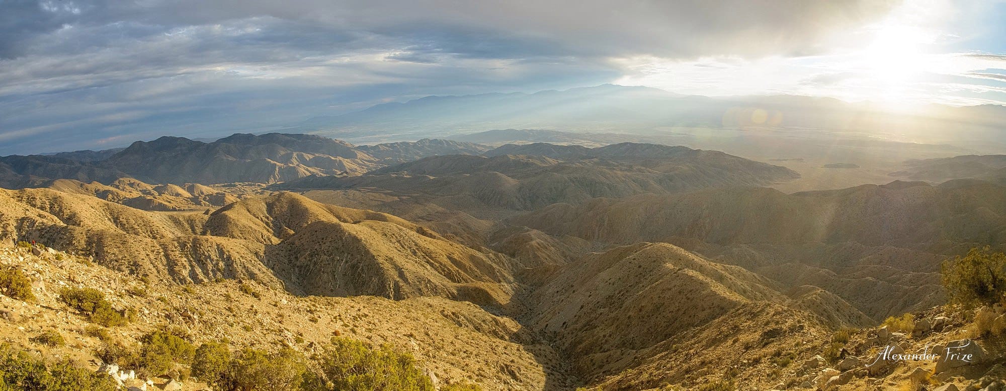 Joshua Tree