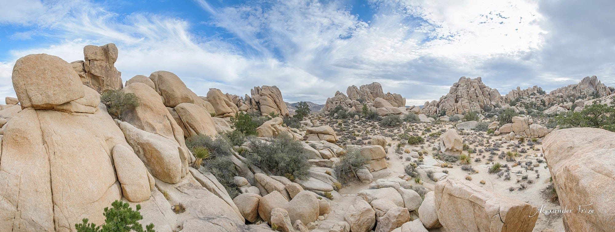 Joshua Tree
