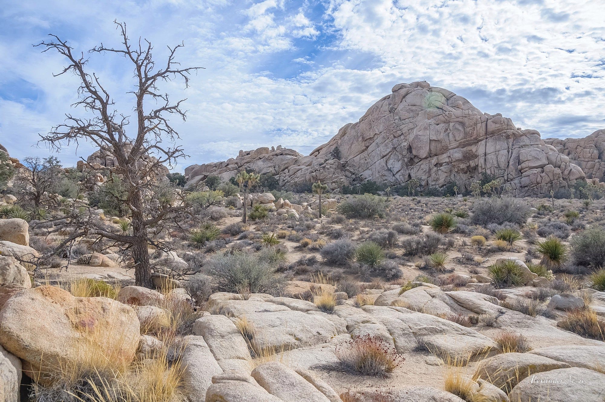 Joshua Tree