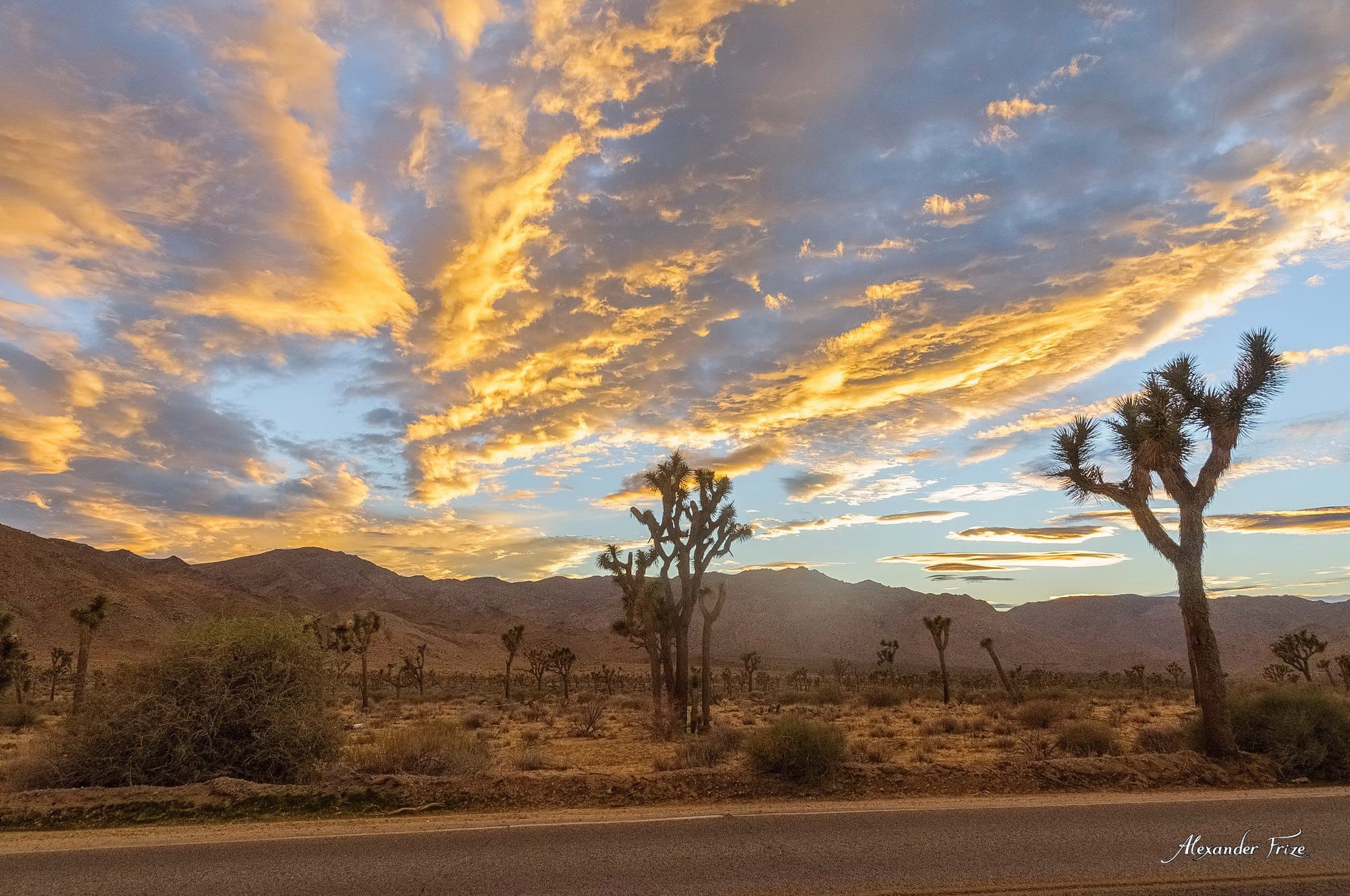 Joshua Tree