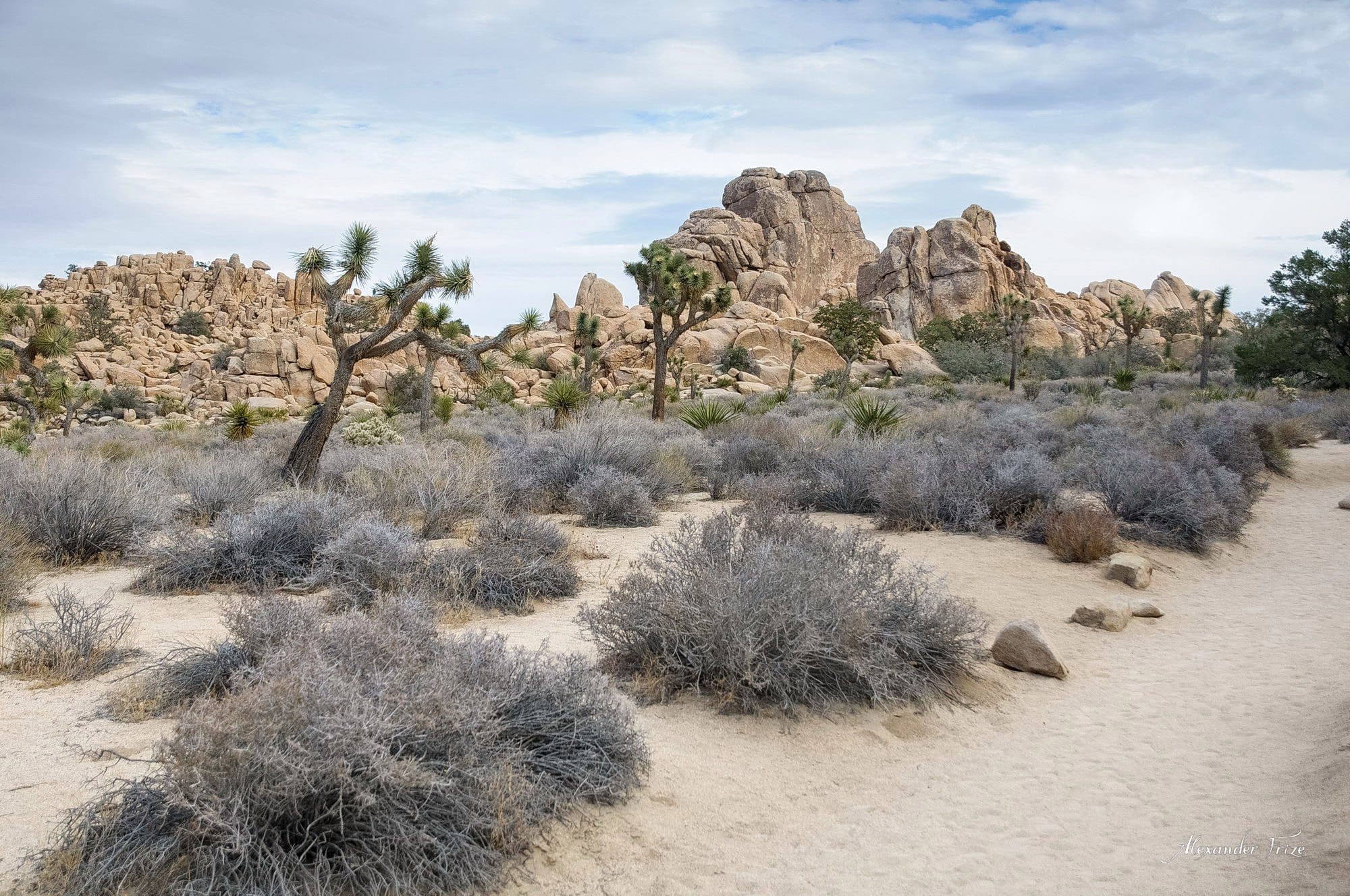 Joshua Tree