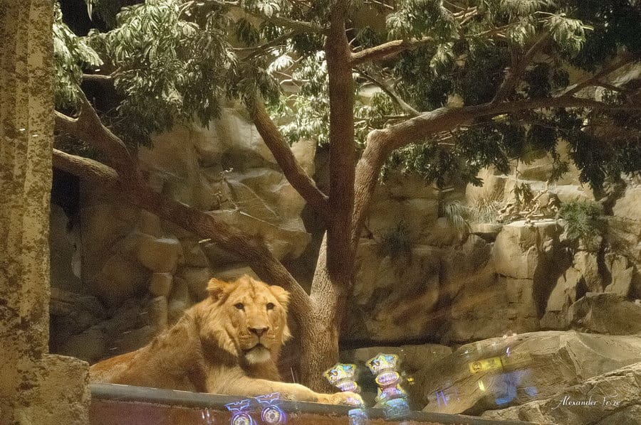 Las Vegas