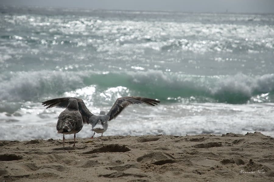 Океан. Manhattan Beach