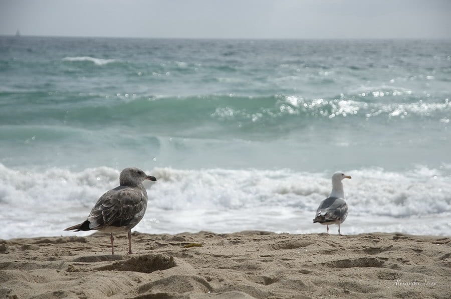 Океан. Manhattan Beach