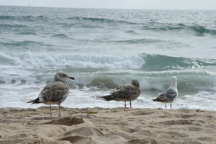 Океан. Manhattan Beach