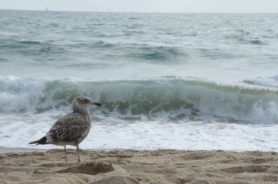 Океан. Manhattan Beach
