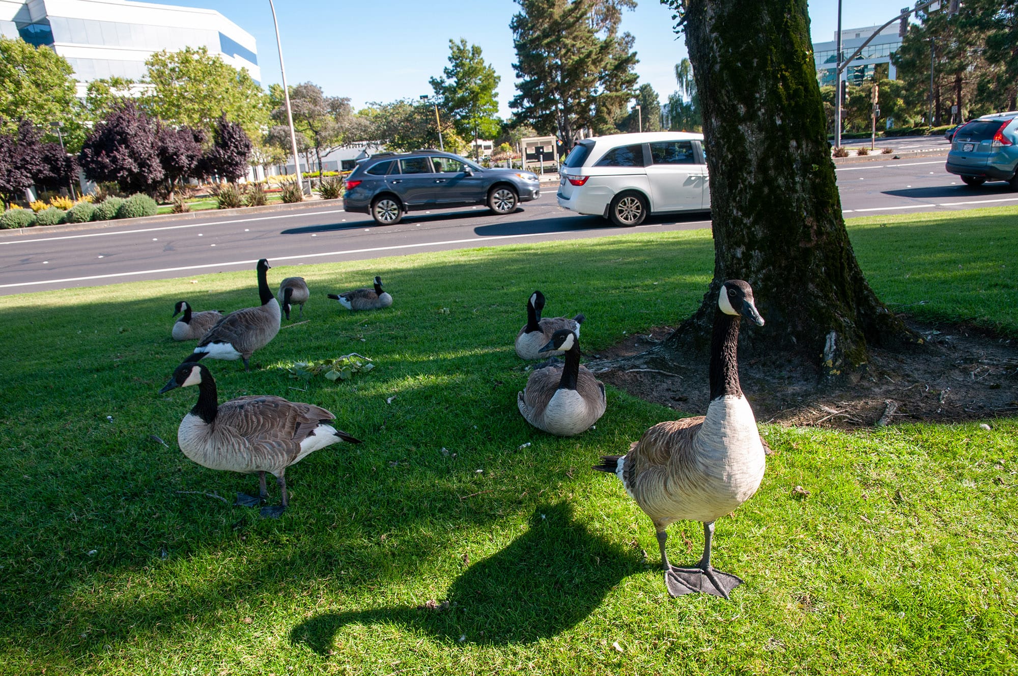 Oracle Headquarters, Redwood City, CA