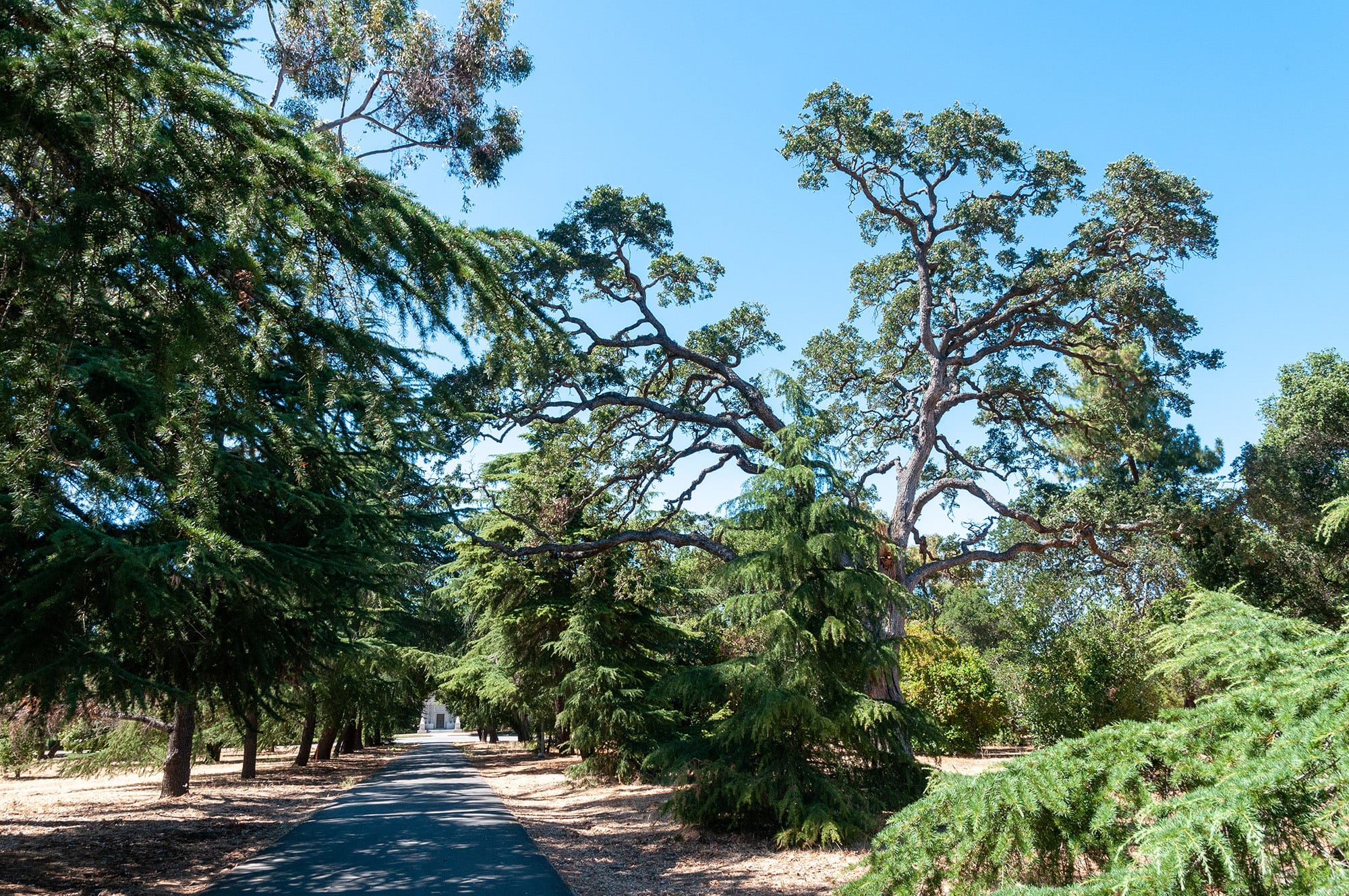 Stanford University