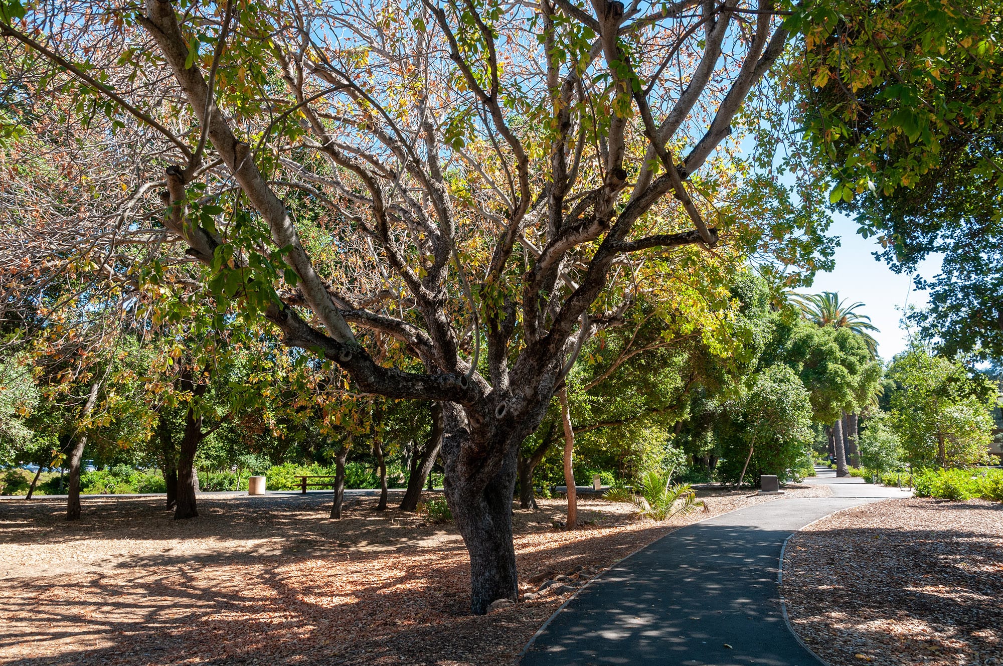 Stanford University