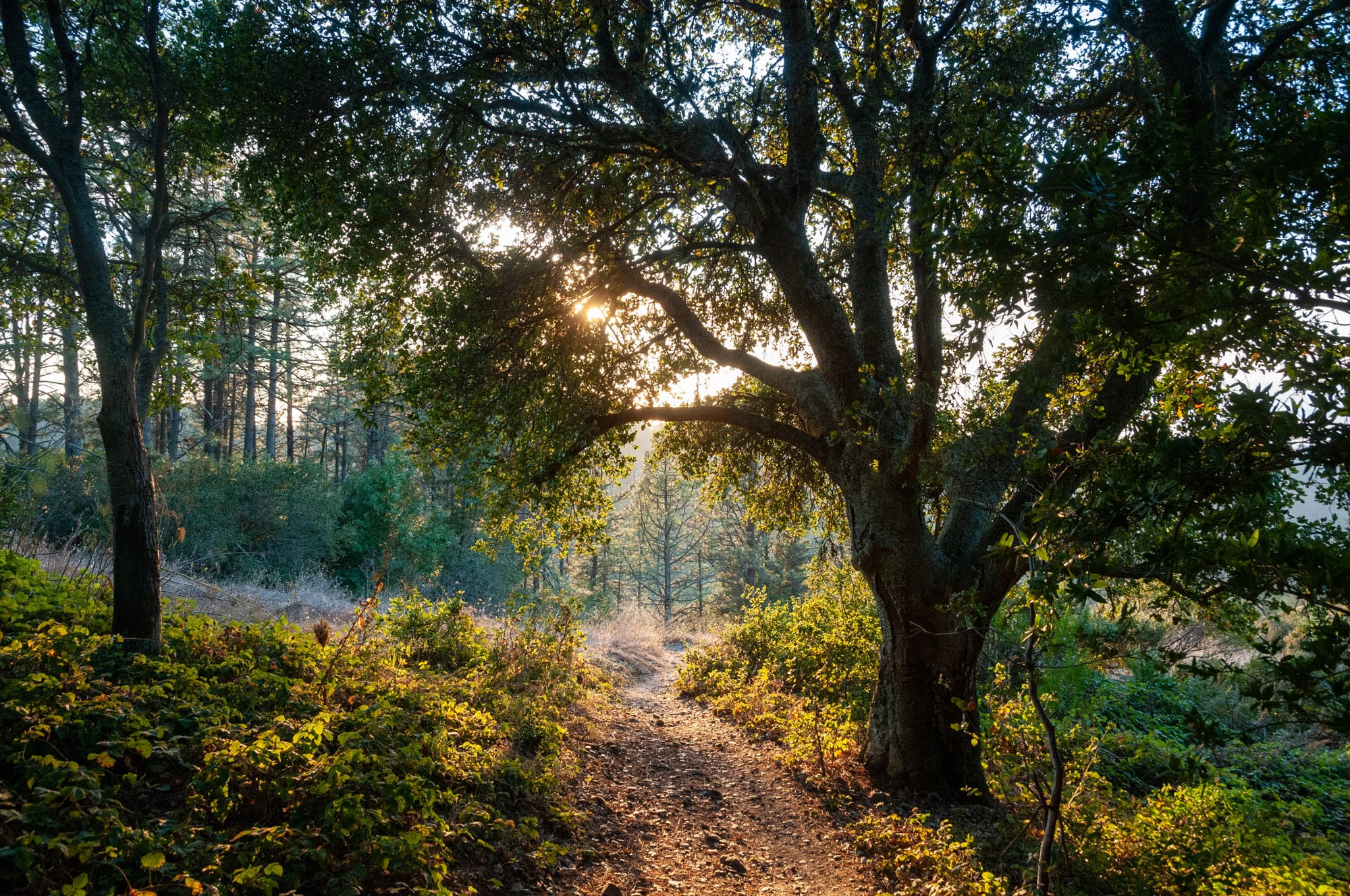 Tilden Regional Park, Orinda, CA
