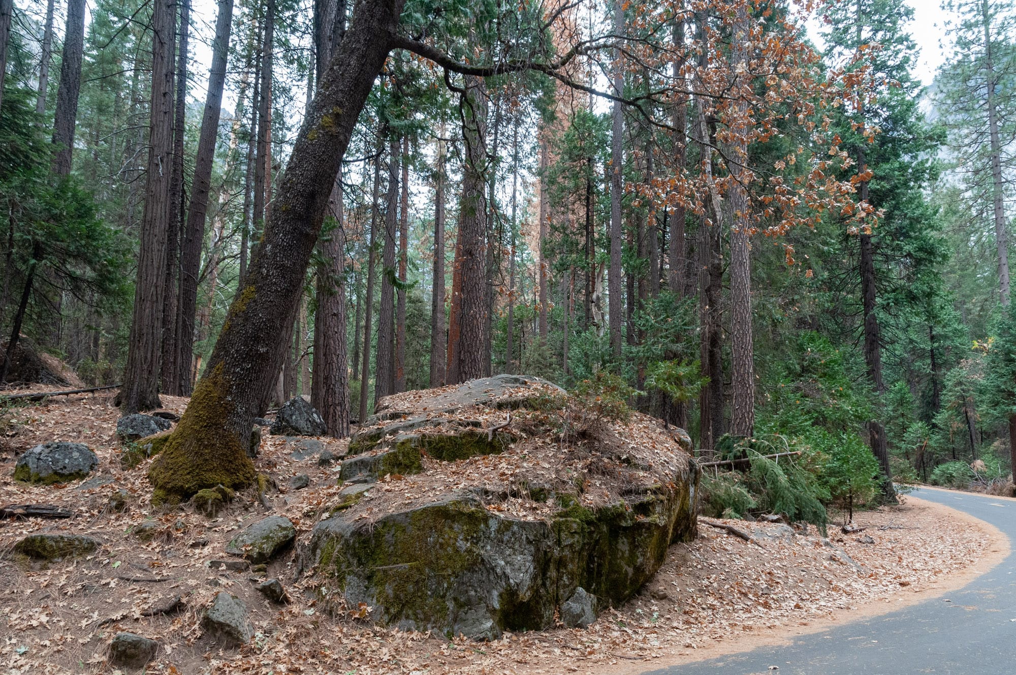 Yosemite National Park